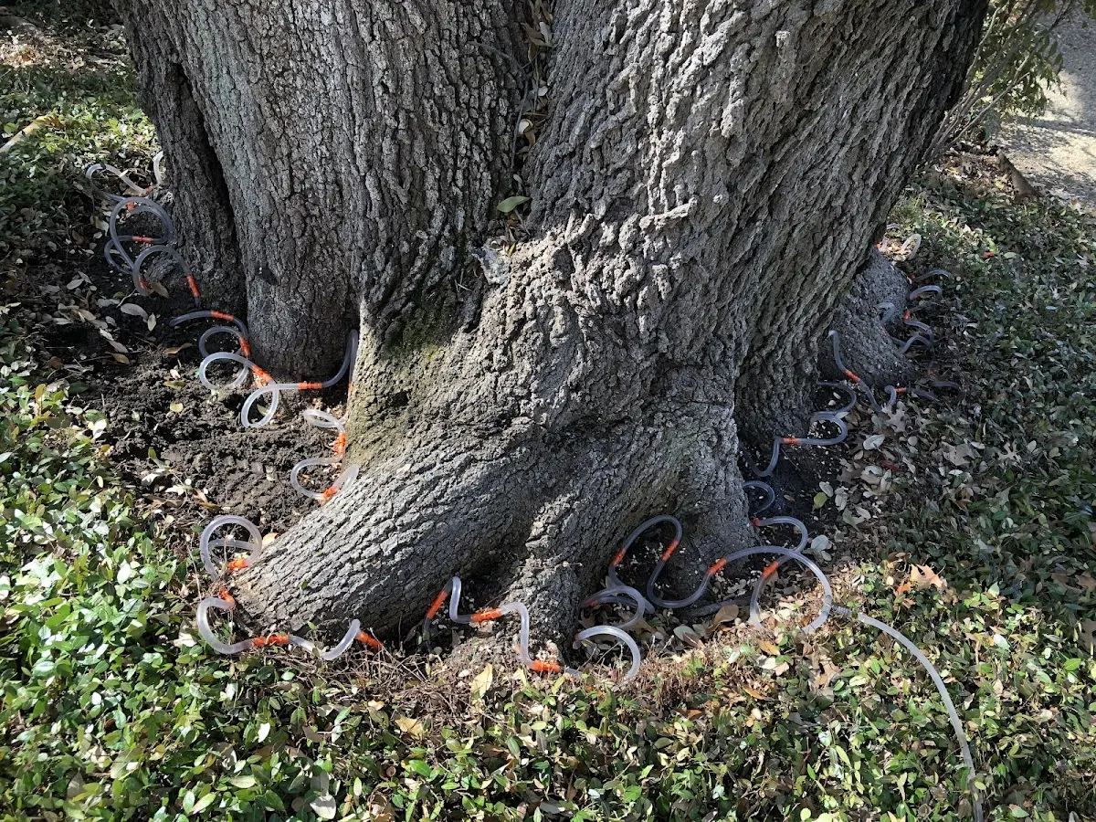 Detailed Tree Cabling and Bracing job site in Northbridge