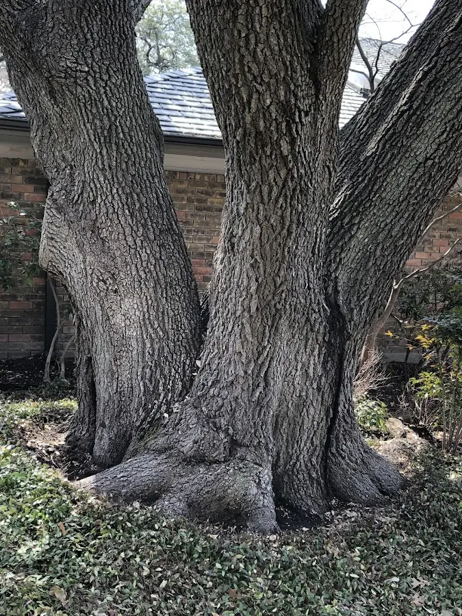 Mature heritage tree close to a Northbridge property cared for by certified arborists