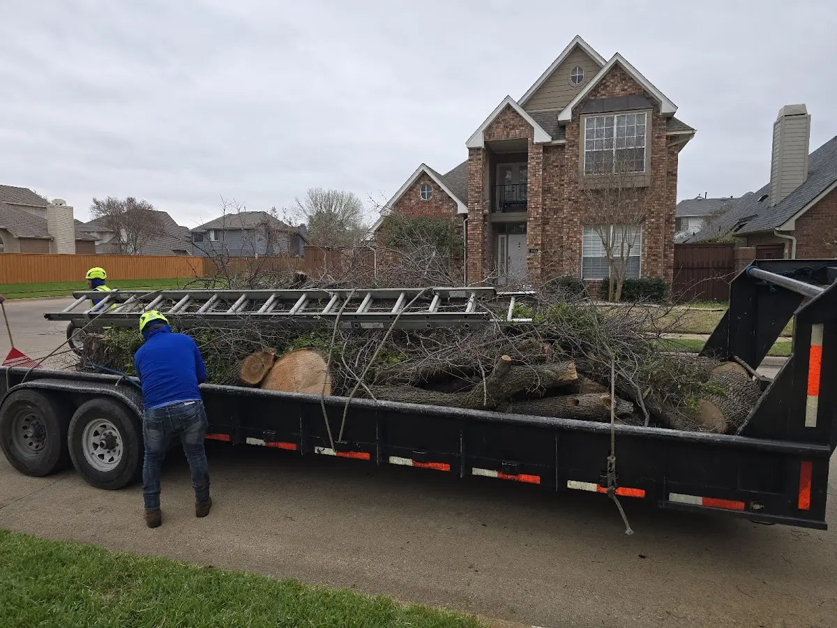 Expert Tree Fertilization with proper safety equipment in Northbridge